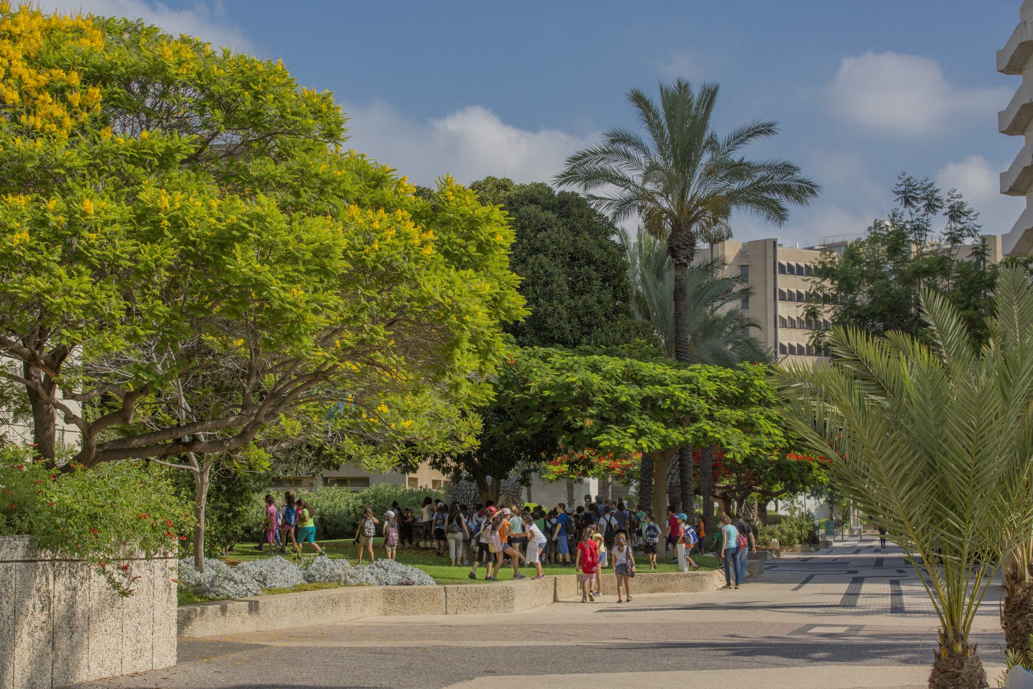 אנשים הולכים באוניברסיטת תל אביב, תמונת נוף עם עצים ובנייני האוניברסיטה ברקע
